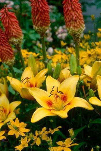 Lilium 'Grand Cru',  Lily 'Grand Cru', Asiatic Hybrid Lily 'Grand Cru', Summer flowering Bulb, early summer flowering lilies, yellow lilies, bicolor lilies, Award lilies