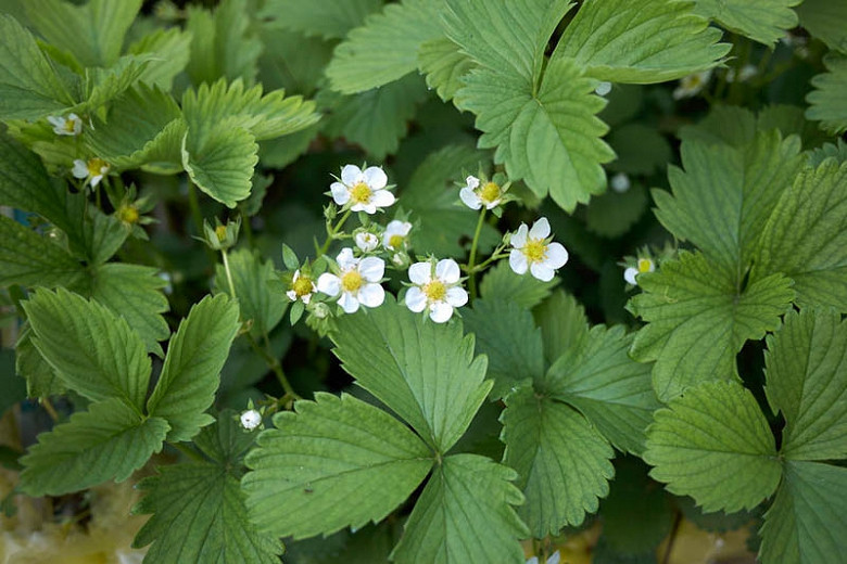 Fragaria Ozark Beauty, Everbearing Strawberry 'Ozark Beauty', Strawberry 'Ozark Beauty', evergreen shrub, Strawberries, Red Fruit, White flowers