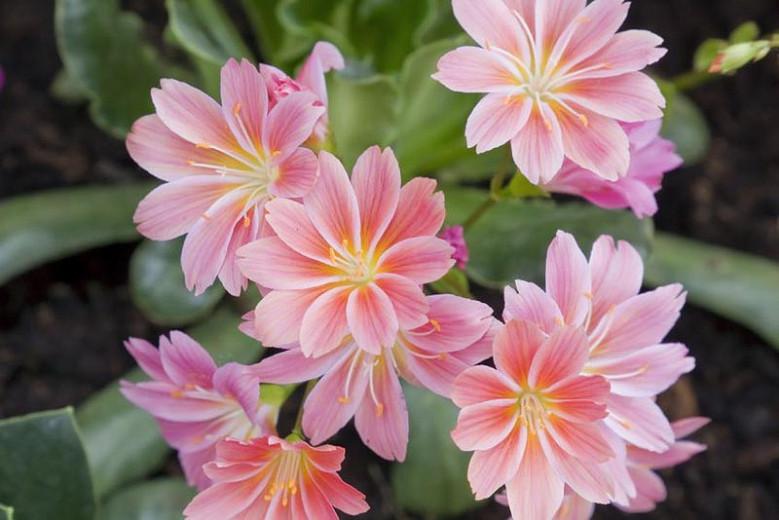 Lewisia cotyledon, Siskiyou Lewisia, Cliff Maids, hardy succulent, evergreen perennial, Alpine wildflower