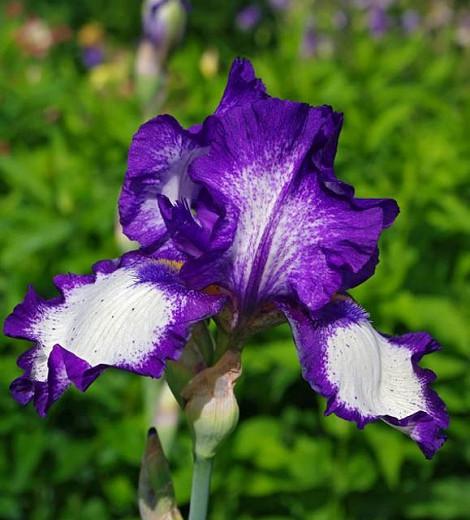 Iris 'Stepping Out', Tall Bearded Iris 'Stepping Out', Iris Germanica 'Stepping Out', Late Midseason Irises, Bicolor irises, Award Irises, White Irises, Purple Irises