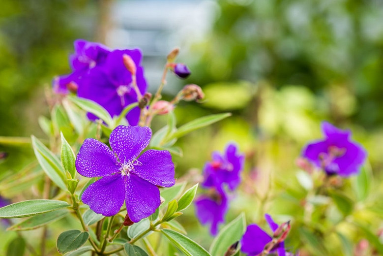 Tibouchina Flowering Plants | Best Flower Site