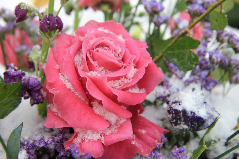Rosa 'Curly Pink', Rose 'Curly Pink', Hybrid Tea Roses, Shrub Roses, Sub-Zero Series, Pink Roses, Pink Flowers