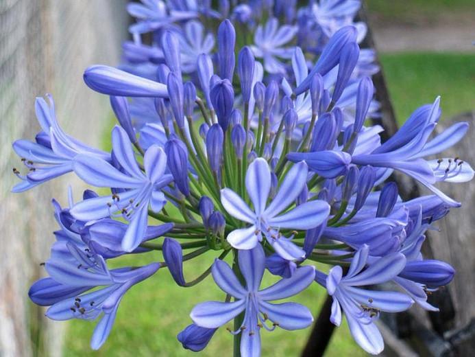 20 graines Johnsons monde BOTANIQUE fleurs-Agapanthus headbourne hybrides