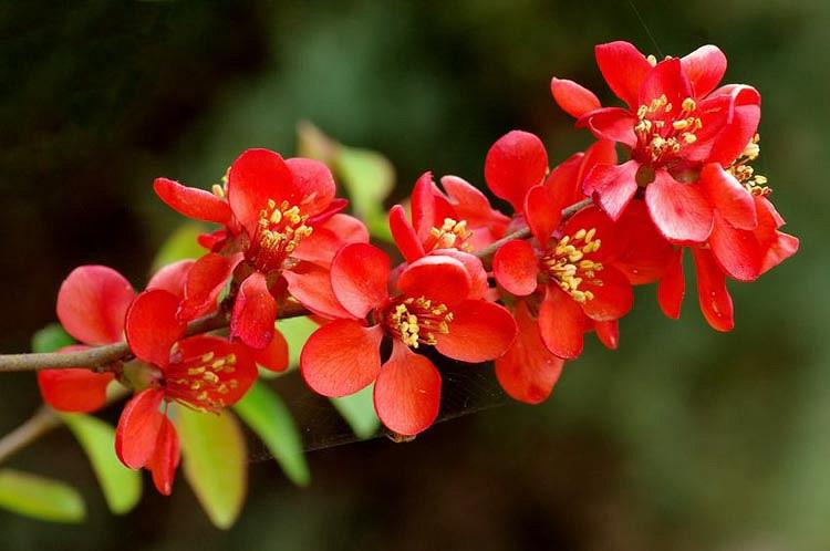 Chaenomeles x superba 'Crimson and Gold', Japanese Quince 'Crimson and Gold', Flowering Quince 'Crimson and Gold', Japanese Flowering Quince, Red flowers, Early Spring blooms