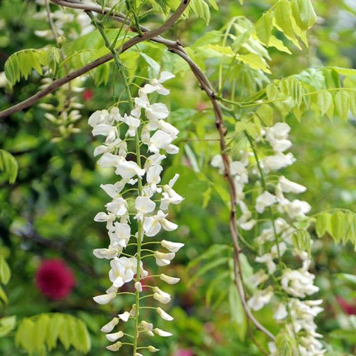 Wisteria Floribunda Longissima Alba Shiro Noda Rare White Japanese