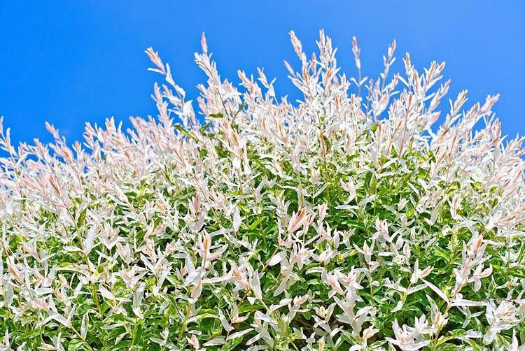 Salix Integra Hakuro Nishiki Dappled Willow