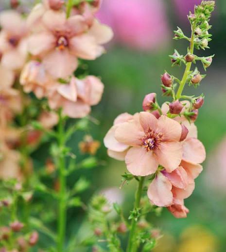 Verbascum 'Jackie', 'Jackie' Mullein, Verbascum 'Jacky', cream flowers, Orange flowers, Yellow flowers, Architectural plants, Vertical Plants, Deer Tolerant perennials,