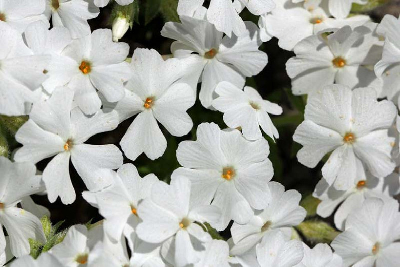 Phlox Subulata 'White Delight', Phlox 'White Delight', Alpine Phlox 'White Delight', Moss Phlox 'White Delight', Creeping phlox 'White Delight', White Phlox, White flowers