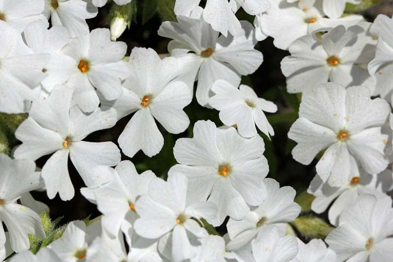 Image of Phlox paniculata 'White Delight' flower