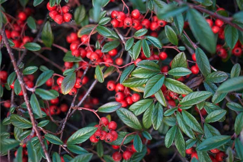 Cotoneaster horizontalis, Rock Cotoneaster, Wall Spray, Rock Spray, Wall Cotoneaster, Deciduous Shrub, Hardy Shrub, Shrub with berries, Red Berries, Groundcover