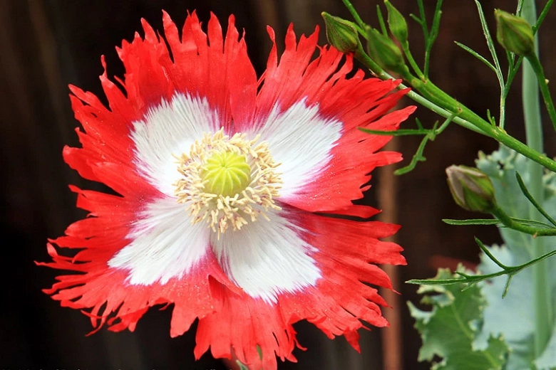 Denmark Native Flowers | Best Flower Site