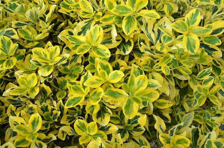 Euonymus Fortunei 'Emerald 'n' Gold', Wintercreeper 'Emerald 'n' Gold', Spindle 'Emerald 'n' Gold', evergreen shrubs