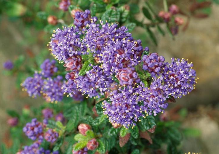 Ceanothus trewithen blue - Die TOP Produkte unter den verglichenenCeanothus trewithen blue