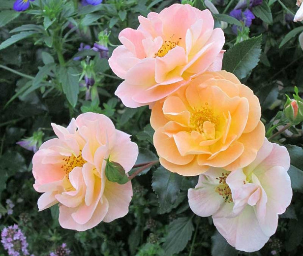 Rose 'Flower Carpet Amber', Rosa 'Flower Carpet Amber', Groundcover Roses, Yellow roses