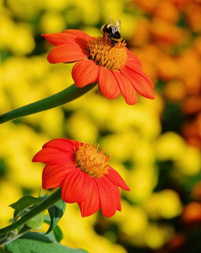 Tithonia Rotundifolia, Mexican Sunflower, goldflower of the Incas, Mexican Marigold, Tithonia Speciosa, Tithonia Fiesta del Sol, Tithonia Torch, annual plant, Annual Plants