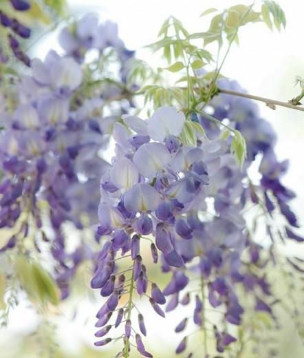 Wisteria Floribunda 'Lawrence',Japanese Wisteria 'Lawrence',Japanese Wisteria,Fragrant Vine, Purple Flowers, Lavender Flowers