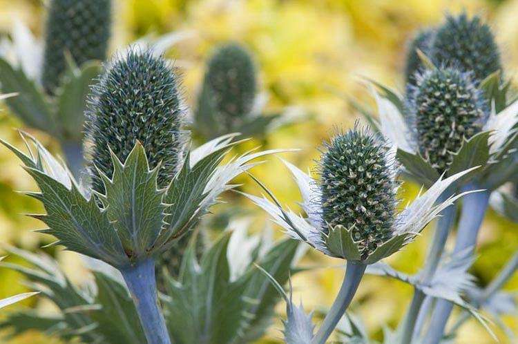 Eryngium Giganteum', Miss Willmott's Ghost, Giant Sea Holly, Tall Eryngo, Eryngium Oliverianum 'Willmott's Ghost', Dry soils plants, Blue flowers, silver perennials