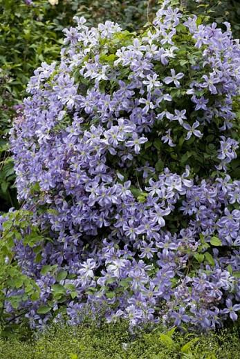Clematis 'Prince Charles', blue clematis, group 3 clematis, AGM clematis, Large-Flowered Clematis, purple clematis, Clematis Vine, Clematis Plant, Flower Vines, Clematis Flower, Clematis Pruning