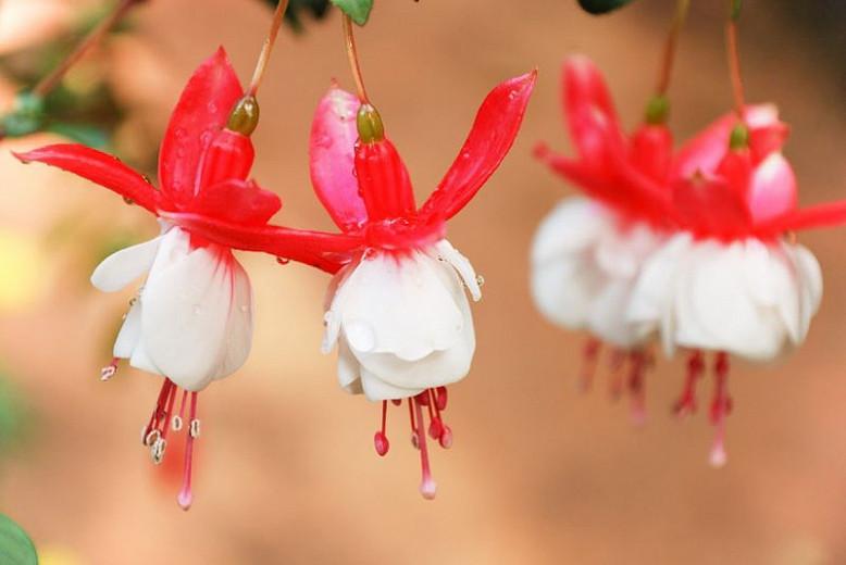 Fuchsia 'Alice Hoffman', Hardy Fuchsia 'Alice Hoffman', Flowering Shrub, Red Flowers, White Flowers