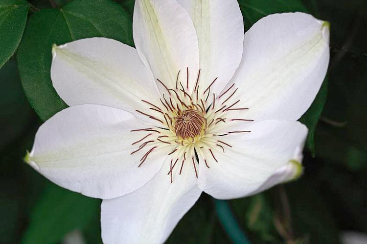 Clematis 'Henryi' (Early LargeFlowered Clematis)