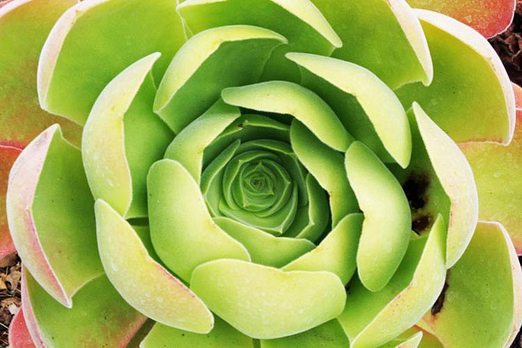 Aeonium Canariense