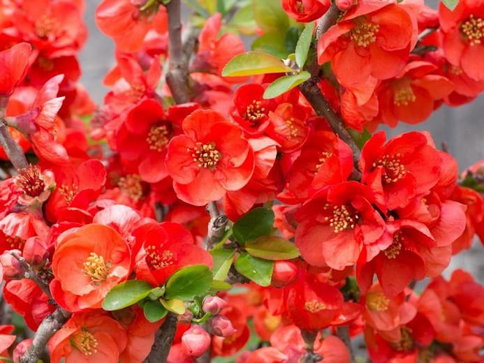 Chaenomeles X Superba Texas Scarlet Japanese Quince