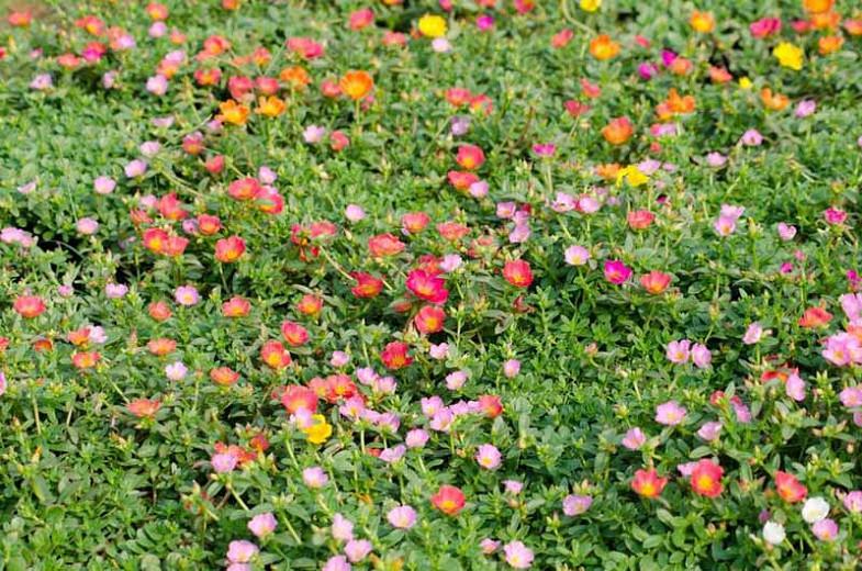 Portulaca Grandiflora Moss Rose