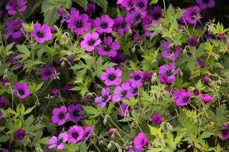 Geranium 'Anne Thomson', Hardy Geranium Anne Thomson, Cranesbill 'Anne Thomson', Best geraniums, Best Border Geranium, purple geranium, violet geranium