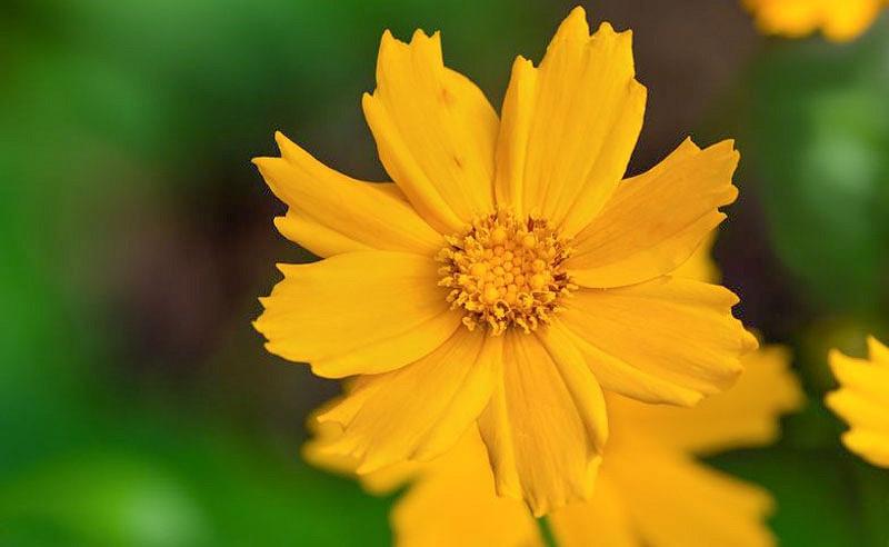 Coreopsis Auriculata Nana Tickseed