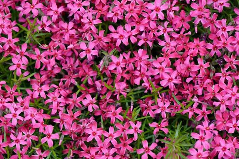 is creeping phlox poisonous to dogs