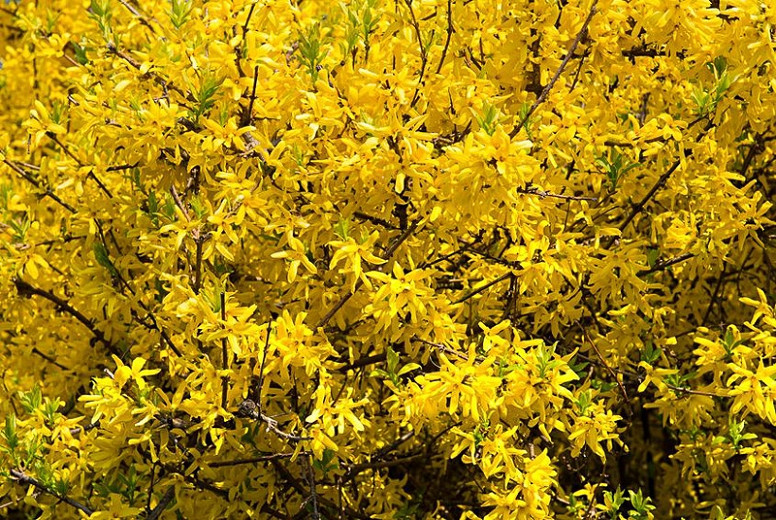 Forsythia 'Happy Centennial', Yellow Flowers,  Winter Flowers, Early spring flowers, flowering shrubs, hardy shrubs