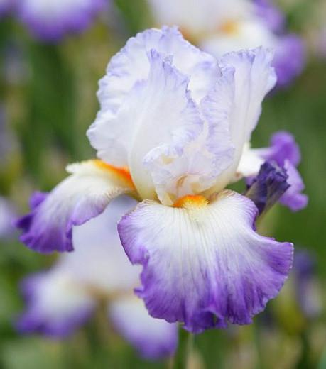 Iris 'Conjuration', Tall Bearded Iris 'Conjuration', Iris Germanica 'Conjuration', Late Midseason Irises, Bicolor irises, Award Irises, Purple Irises, White Irises