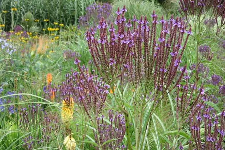 Verbena hastata, American Blue Vervain, American Simpler's Joy, Blue Vervain, Ironweed, Wild Hyssop, Purple summer flowers, Drought Tolerant plant