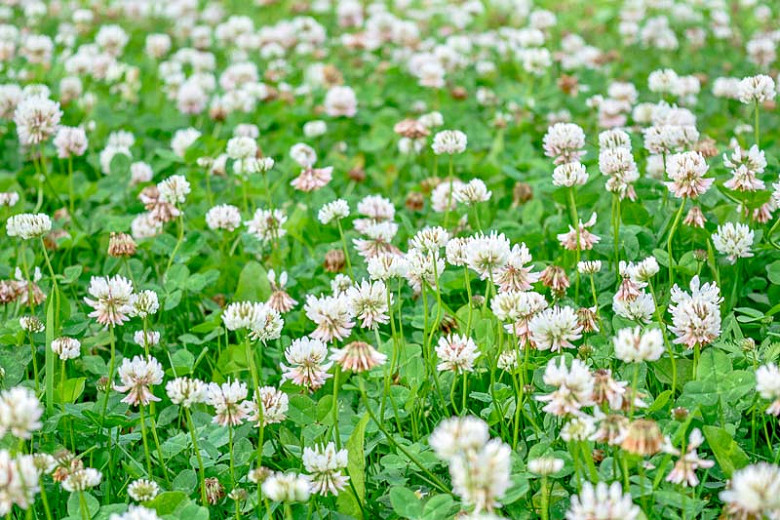 Trifolium Repens White Clover Trifolium Repens White Clover