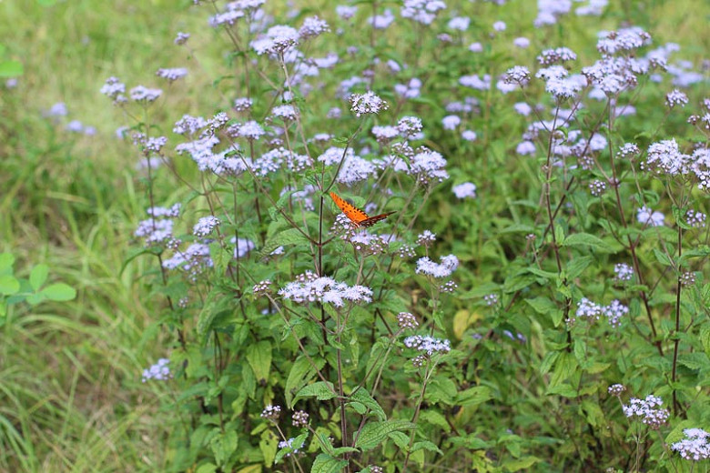 Seeds & Seed Bombs Conoclinium coelestinum Native Perennial Gardening