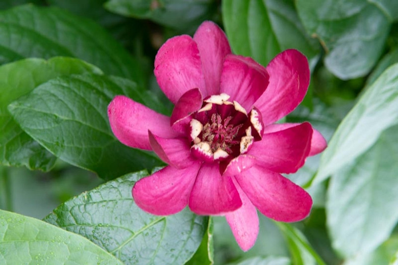 Image of Chinese sweetshrub as a cut flower