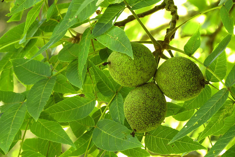Juglans nigra, Black Walnut, Eastern Black Walnut, American Black Walnut, Deciduous Tree, Fall Color, Fruit Tree