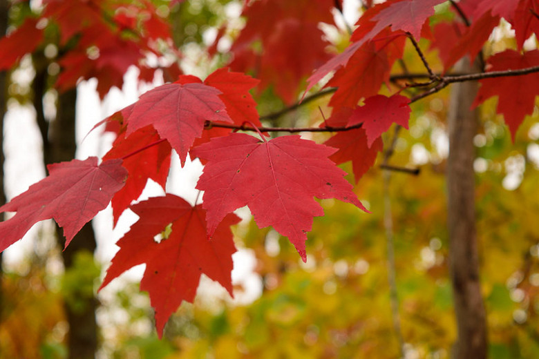 Acer Maple)