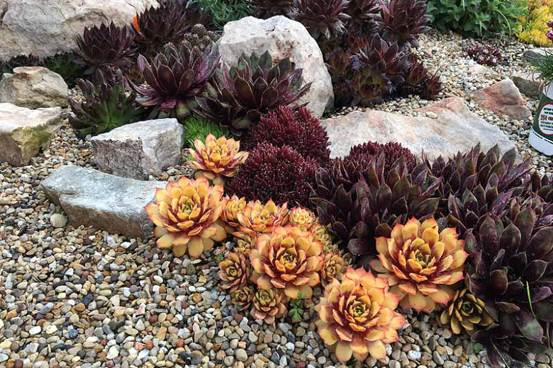 Sempervivum Chick Charms® 'Gold Nugget' (Hens and