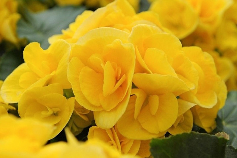 Begonia 'Nonstop Yellow'