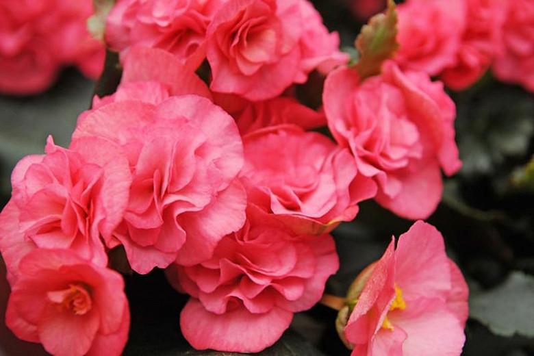 Tuberous Begonia Seed Go Go Rose Warm Colour Double Summer Flowers NEW RELEASE