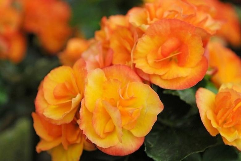 nonstop begonia