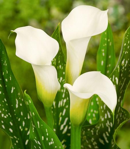 Zantedeschia Albomaculata Calla Lily