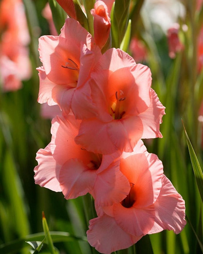 Gladiolus 'Forte Rosa' (Sword Lily)