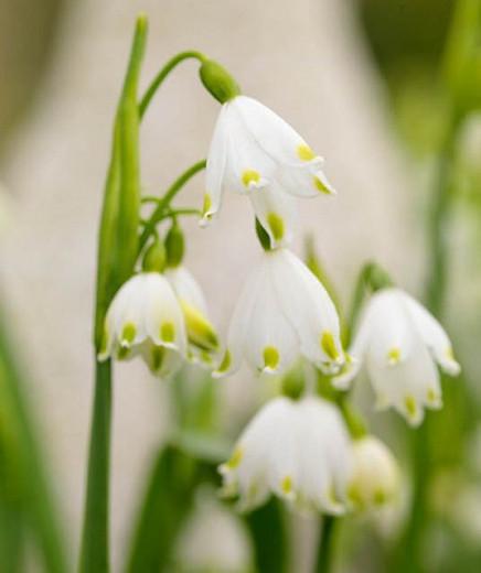 Leucojum Vernum Spring Snowflake