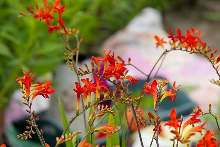 Crocosmia 'Lucifer' (Montbretia)