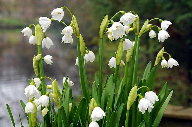 Leucojum Aestivum Gravetye Giant, Summer Snowflakes, Leucojum, Gravetye Giant, Spring Bulbs, Mid Spring Bloom, Late Spring Bloom