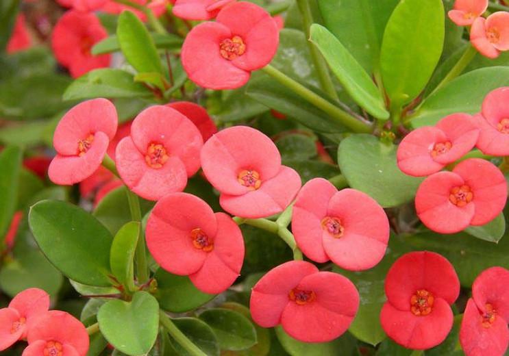 Euphorbia milii,Crown of Thorns, Christ Plant, Christ Thorn, Red flowers, Drought tolerant perennial, Deer resistant perennial, rabbit resistant perennial