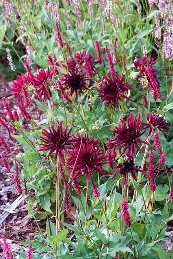 Dahlia Nuit D Ete Dahlia Nuit D Ete