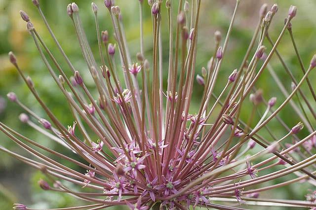 Allium Schubertii, Tumbleweed Onion, Ornamental Onion, Spring Bulbs, Spring Flowers , Purple Onions, Late Spring Flowers, Early Summer Flowers,